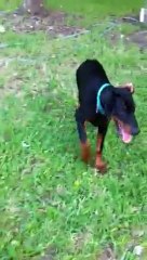 Fenrir Greyback "Athos"