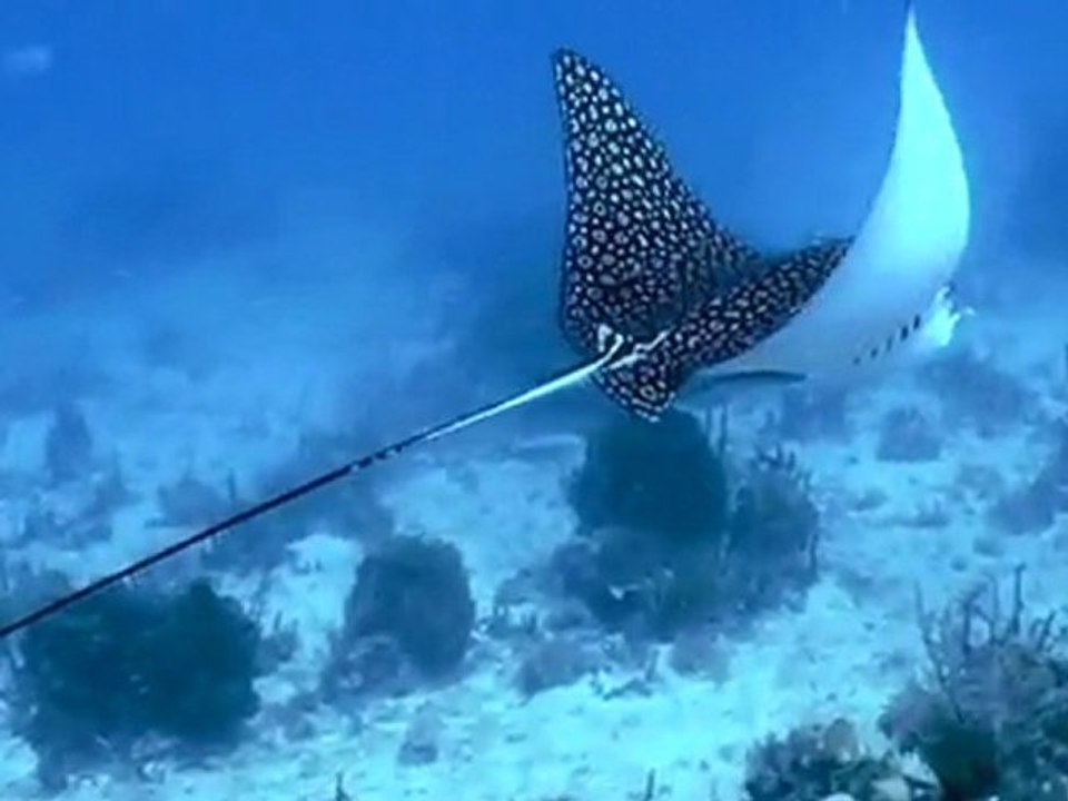 spotted eagle ray facts