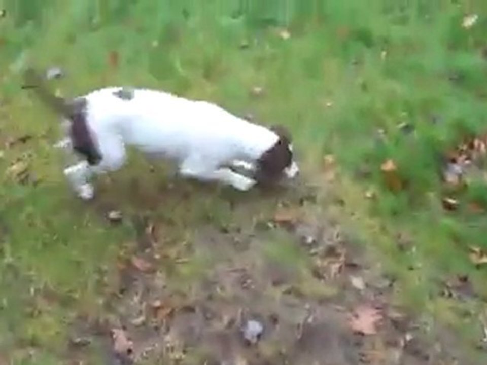 Un chien autonome pour s'amuser