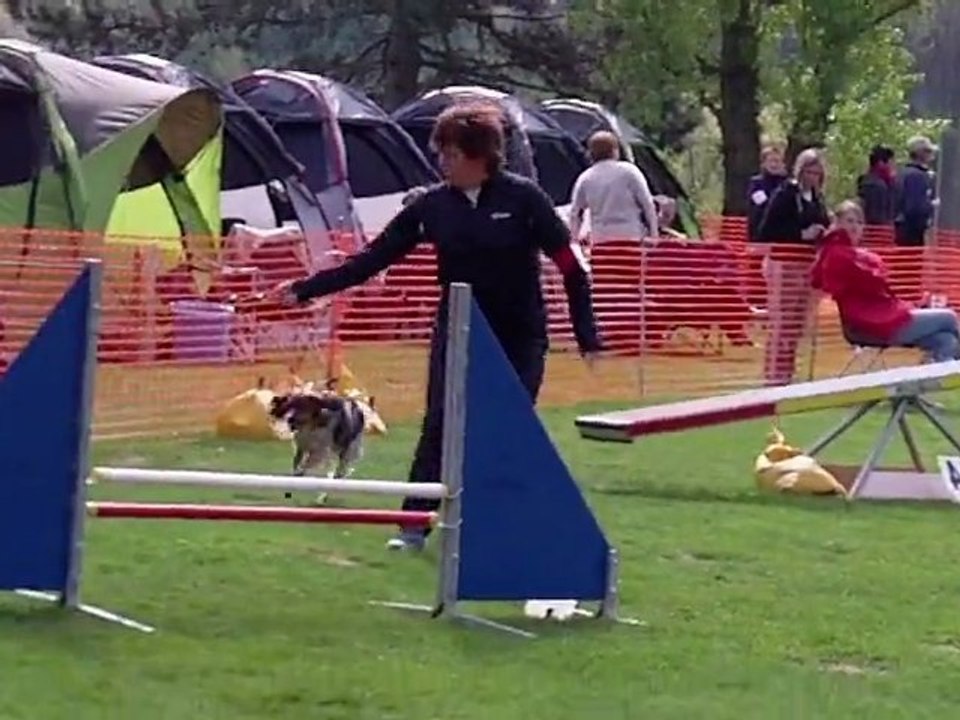 E'Lia des grandes aubes, epagneul breton, agility, thionville, 17/04/2011