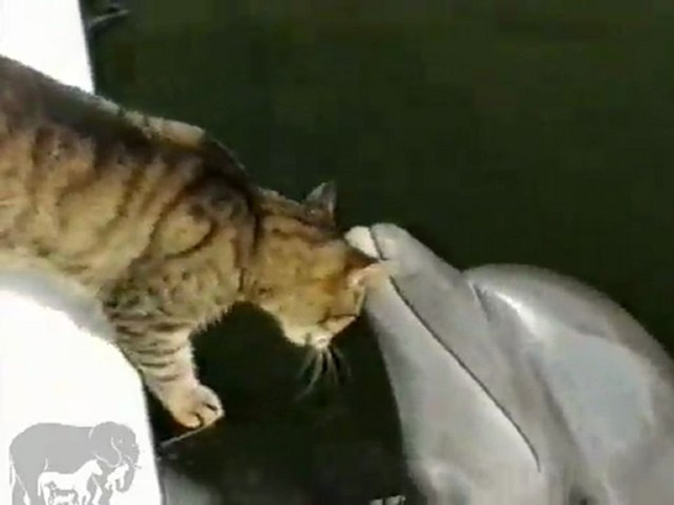 Un chat joue avec des dauphins