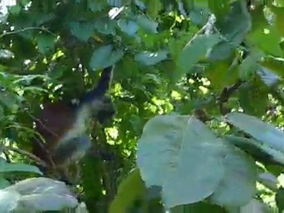 Saut de Colobus à Zanzibar