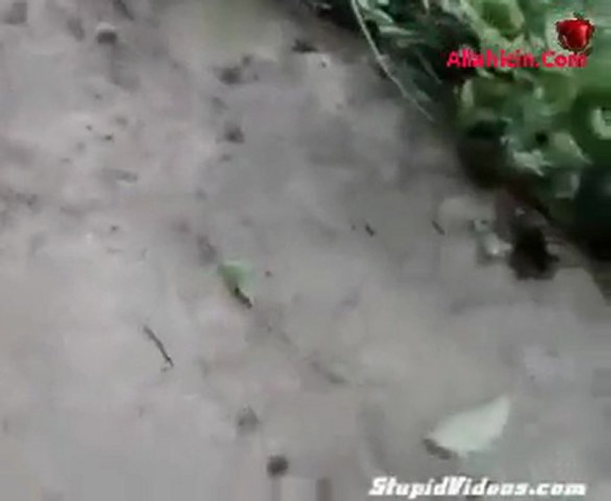 Karıncalar Tavaf Ediyor