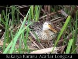 Sakarya Karasu Acarlar Longozu