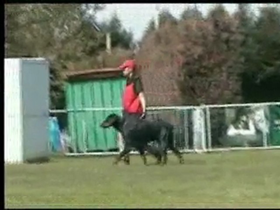 daicko du bois de liers Tan/Tat excellent