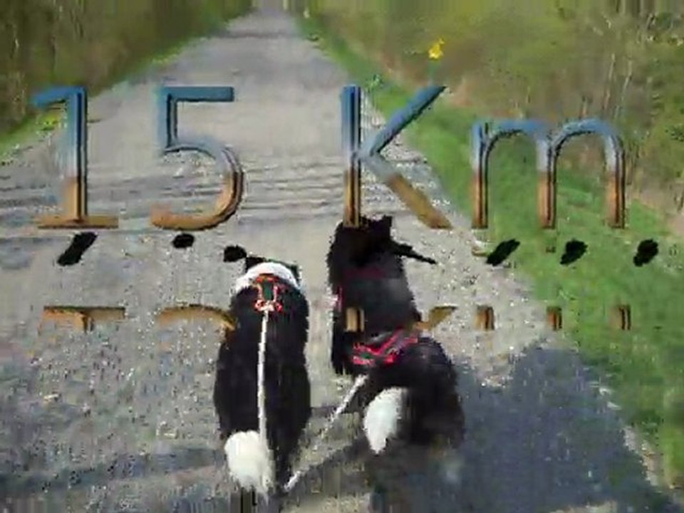 Départs et différentes allures