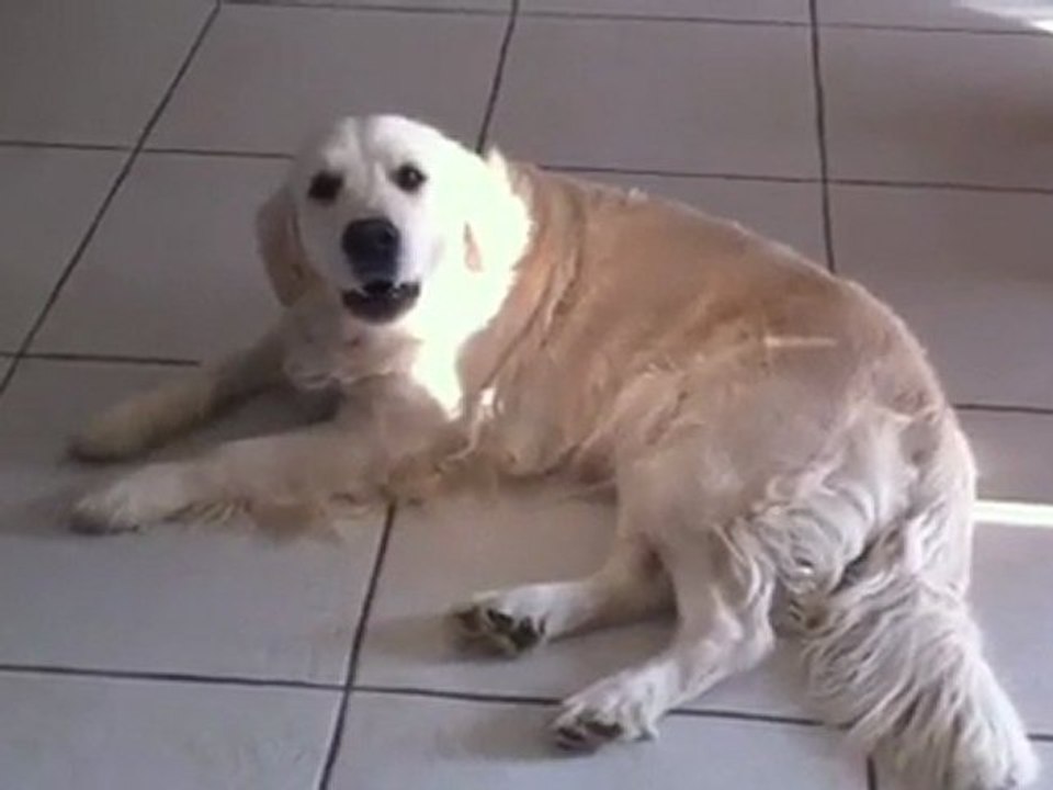 maya