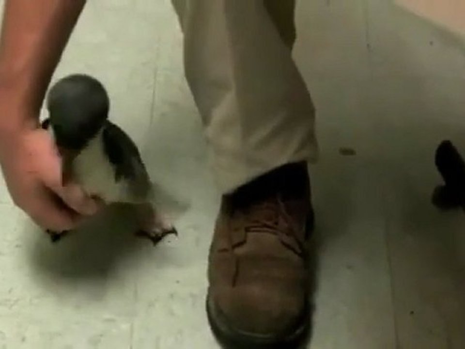 Avez-vous déjà entendu rire un pingouin?^^