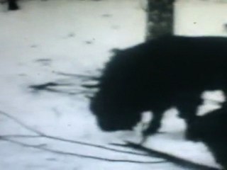 TVG-9 GREENPOLAND Żubry 1937