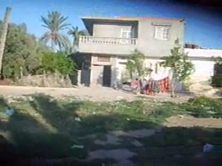 Mes moutons en promenade