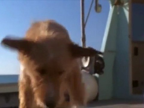 Como Educar un Perro Adulto