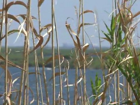 Marée noire aux Etats-Unis: bilan un an après