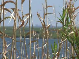 Marée noire aux Etats-Unis: bilan un an après