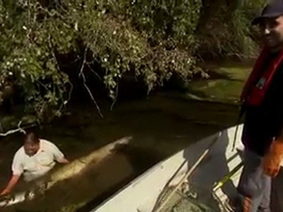 Giant Catfish
