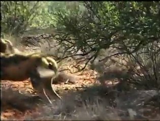 African wild dogs' bite