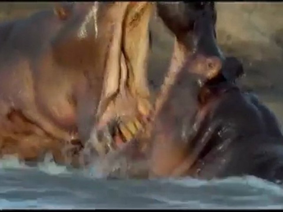 Canoer attacked by hippo