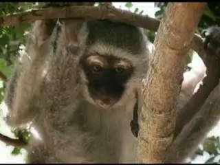 Monkey gangs in street wars