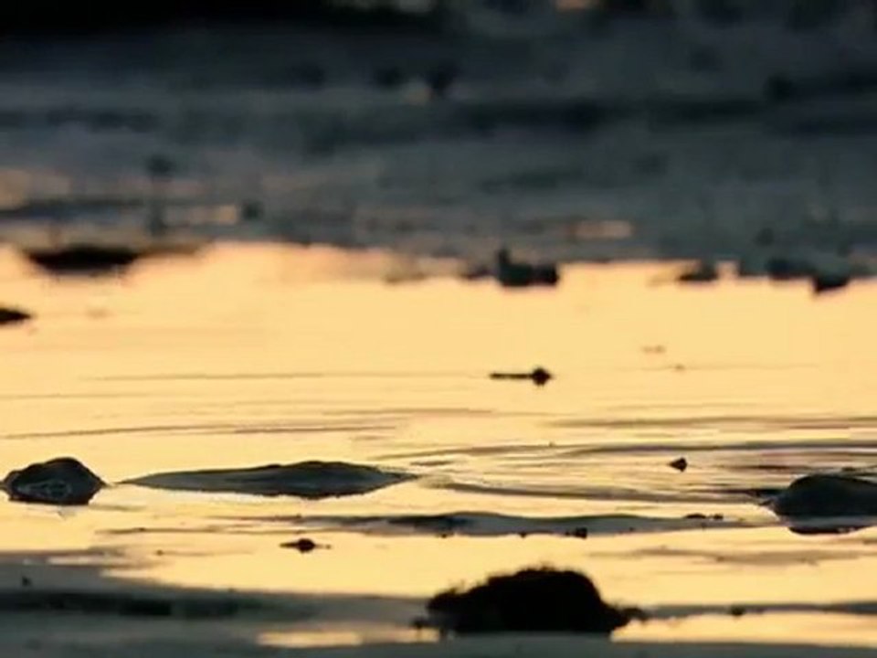 Polar bears, also called Sea Bears