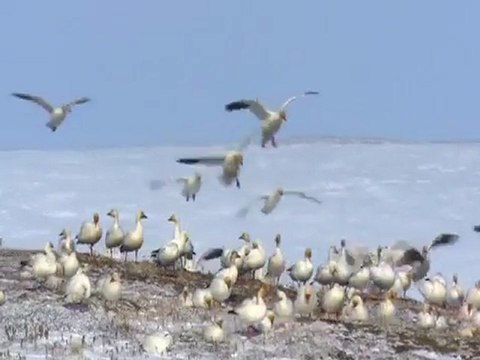 Polar bears, foxes and more arctic wildlife