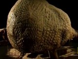 Darwin discovers giant fossils in South America