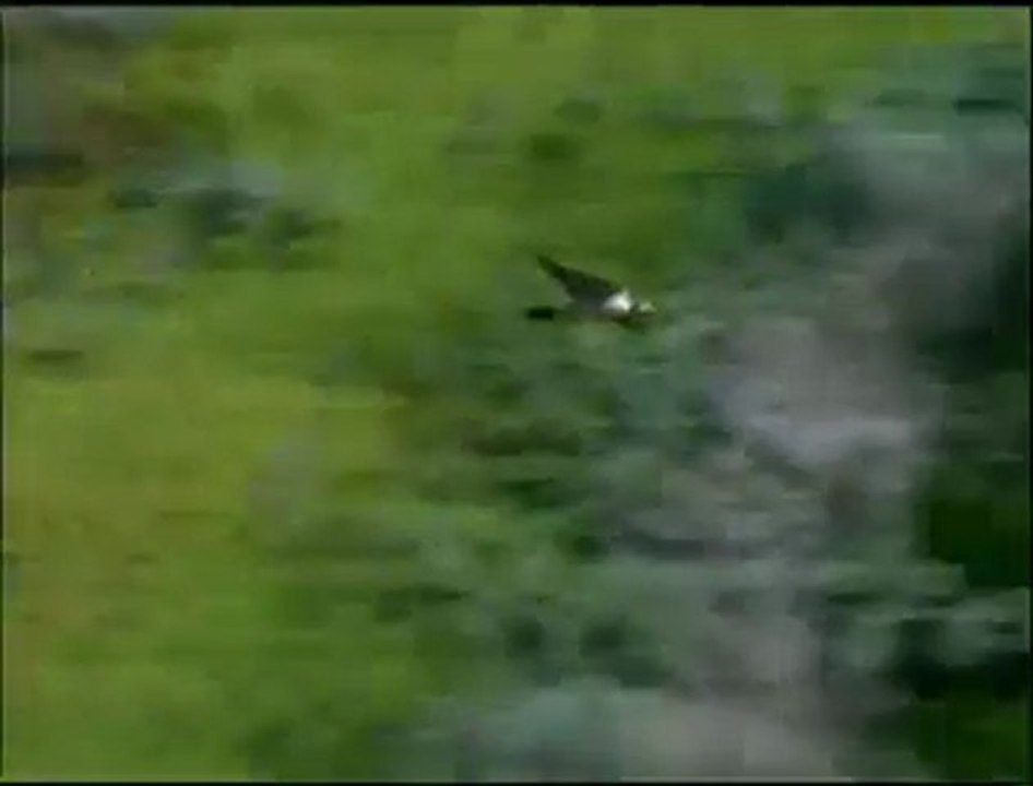 Big Sur's Birdlife Music