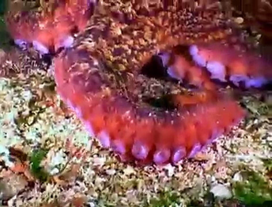 Killer Octopus