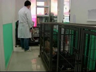 Activists rescue dogs from slaughterhouse