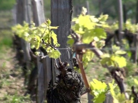 Marc Penavayre : la vigne au printemps