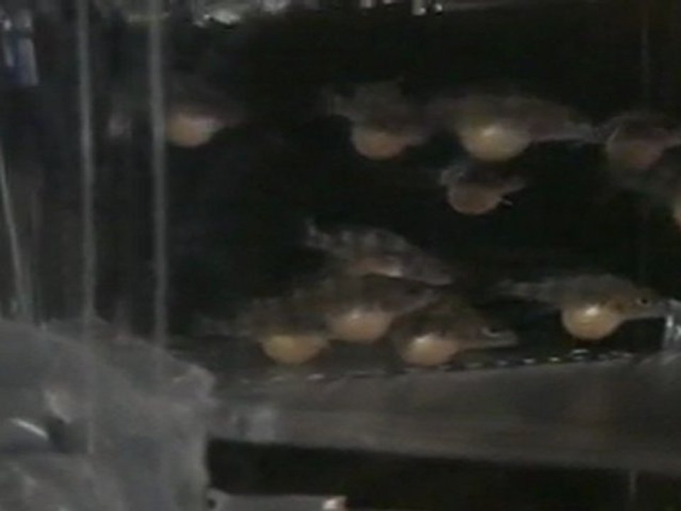 BLUE ZAİRE MOBA YUMURTALARI  19.04.2011  SAAT.13.00