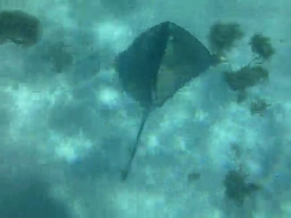 Raie à Petite Terre