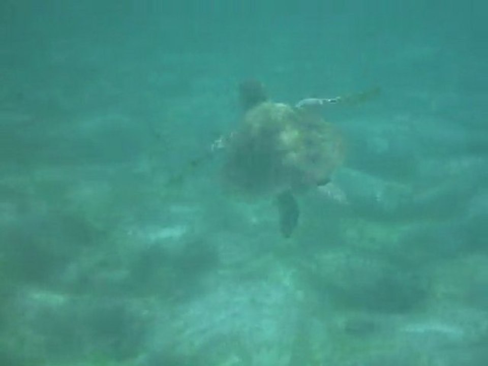 Tortue à Petite-Terre