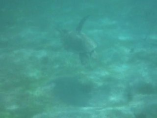 Tortue à Petite-Terre