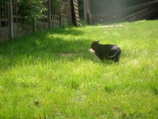 Kitty, 2eme jour, qui montre qu'elle est la chef à Litichi