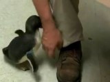 A Penguin Being Tickled