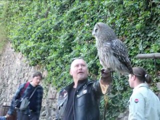 la volerie des aigles