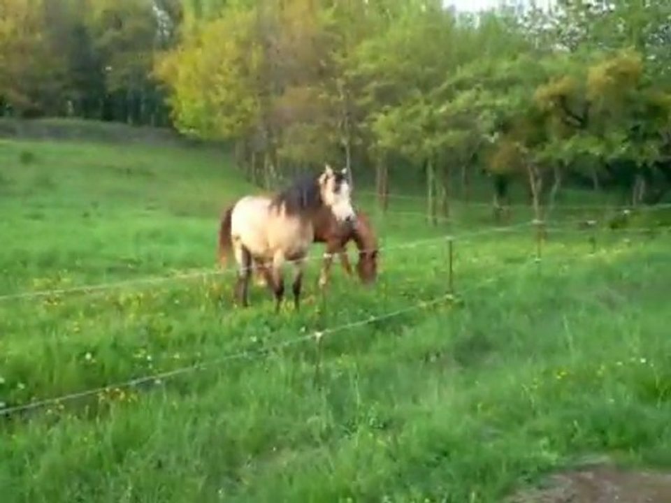 Mise au parc 2