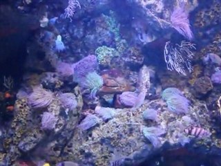 Oceanario (Lisbon) - Fodorné Elek Anett