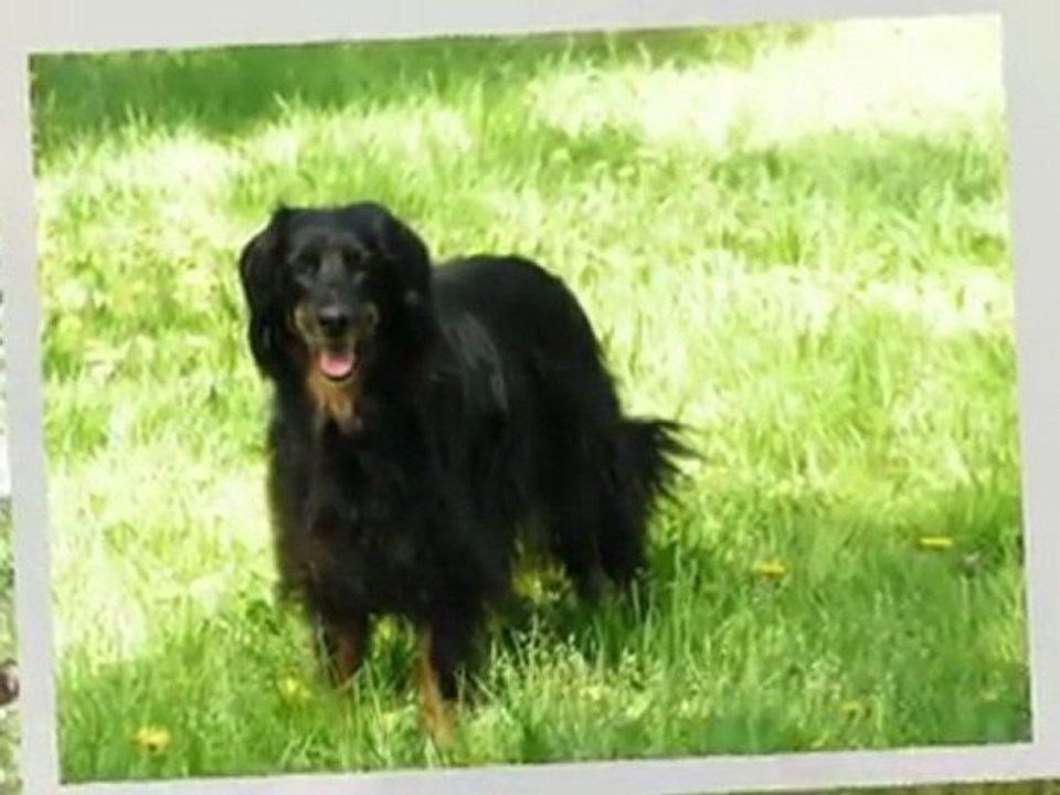 Pouchka et Boann avril 2011