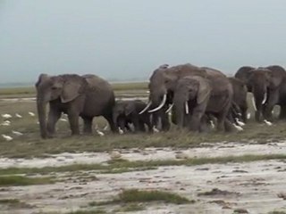 Eléphants(1) ,Safari à Amboséli