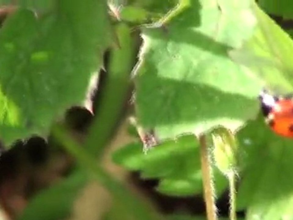 coccinelle