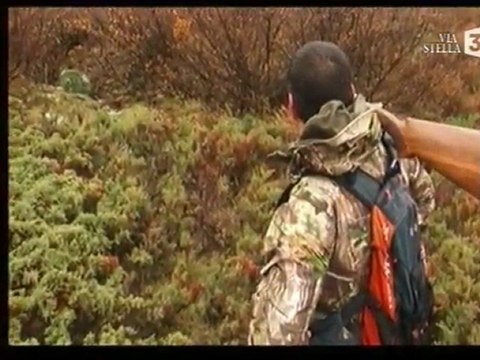 becasse en corse centre canin de la foret du melu
