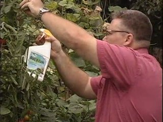 Empêcher les insectes de s’attaquer à vos plantes