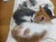 0215 - Trois chats dorment sur leur petit frère
