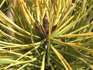 Secrets de Jardins : Le Pin