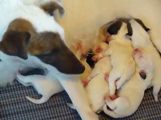 GELLA VAN GRAULAND X BONZAI DE MALVAU (nés le 16/04/2011) - BEBES 1 JOUR