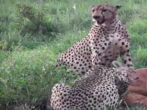 Guépards , Safari à Taita Hills