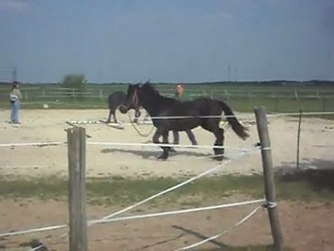 POULAINS MERENS 2 ANS: APPRENTISSAGE DES PROPRIETAIRES. DOSER LES ACTIONS. 17 04 2011.