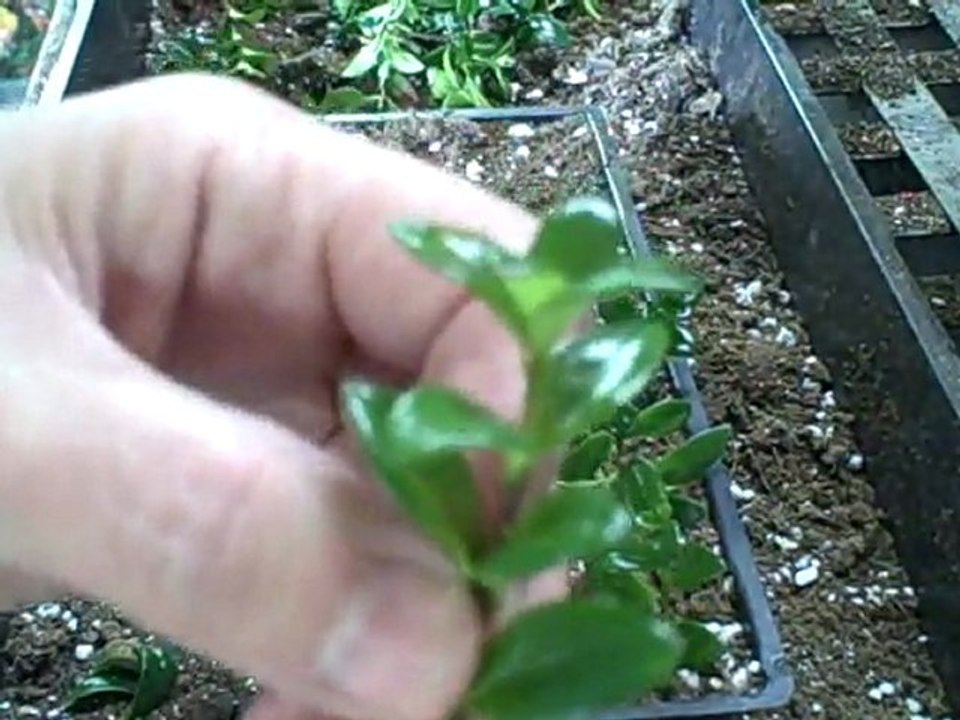 Planting Goldfish Plant Cuttings Indoors