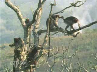 Monkeys