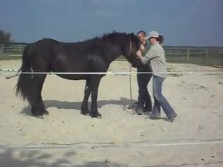 POULAIN MERENS 2 ANS, Mustang, félicitation ! 17 04 2011